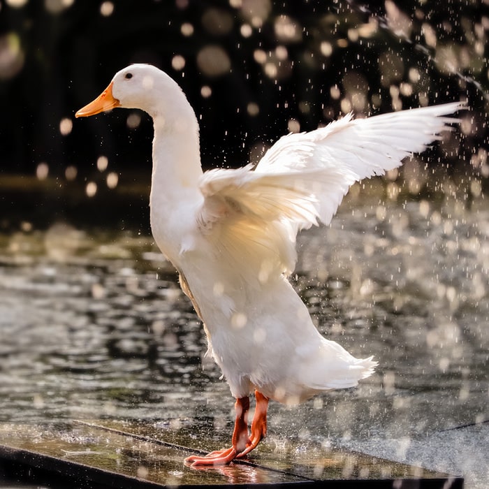 Gänsedaune  Gänsedaunen sind in der Regel größer und voluminöser als die der Enten. Das macht sie qualitativ besser und länger haltbarer.  Entendaune  Sie ist kleiner als Gänsedaune. Die Qualität der Daunen hängt aber ganz grundsätzlich von Tierrasse, Haltungsbedingungen und Alter der Tiere bei der Daunengewinnung ab.  Eiderdaune  Die hochwertigste Daune stammt von einer Ente, aber einer ganz besonderen. Die Eiderente lebt in Gebieten des Polarkreises wo sie eisigen Temperaturen trotzt. Zur Brutzeit zupft sie sich die Daunen aus ihrer Brust, um den Eiern im Nest einen kuscheligen Schutz vor Kälte zu geben. Nachdem die Küken das Nest verlassen haben, werden die kostbaren Eiderdaunen eingesammelt, bevor sie der Wind verweht.