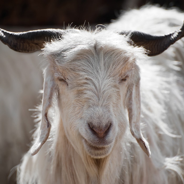 Cashmere Edelhaar, das von der – auf bis zu 5.000 m Höhe lebenden – Cashmere-Ziege stammt Sehr weich, anschmiegsam und leicht Hohe Atmungsaktivität Sehr kuschelig weich Wärmt von allen Naturhaaren am besten Empfohlen für Schläfer mit wenig Eigenwärme Trockenes Schlafklima und anti-rheumatisch Natürlicher Temperaturausgleich Nicht waschbar. Erkundigen Sie sich nach dem Reiter Spezialwasch-Service. Stöbern Sie nach Reiter-Manufaktur Decken!     Cashmere ist ein sehr weiches Edelhaar, das von der Cashmere-Ziege stammt. Die Heimat der Ziege befindet sich im Himalaya, wo sie auf bis zu 5.000 Metern Höhe unter extremen Witterungsbedingungen lebt. In Zentralasien wird Cashmerewolle seit ungefähr 1000 v. Chr. handwerklich zu hochwertigen Textilien verarbeitet. Das vom Deckhaar gereinigte Unterhaar der Cashmere-Ziege ist besonders fein, mit einem Durchmesser von nur 15 bis 19 Mikrometer und einer Länge von 25 bis 90 Millimeter. Das Fell wird während des Fellwechsels zum Ende des Winters bzw. im Frühjahr ausgekämmt. Pro Tier werden ca. 150 Gramm gesammelt. Cashmere ist eine der wertvollsten und edelsten Naturfasern.