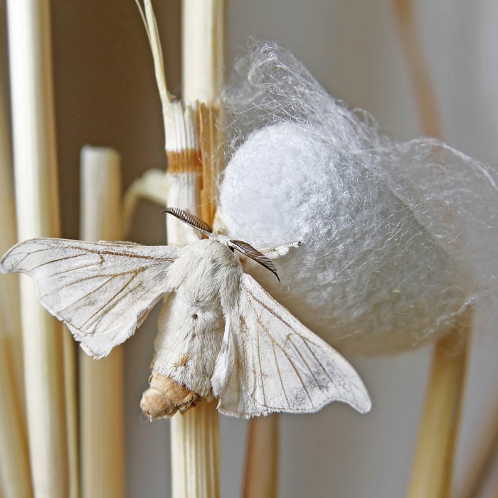 Wildseide Seide wird aus dem Kokon der Seidenspinnerraupe gewonnen Luxuriöses Naturmaterial Ideale Sommerdecke Sehr weich und luftig leicht Sehr atmungsaktiv und nimmt Feuchtigkeit hervorragend auf Trockenes Schlafklima Schenkt im Sommer eine kühle Frische, im Winter wärmt sie angenehm Nicht waschbar. Erkundigen Sie sich nach dem Reiter Spezialwasch-Service. Stöbern Sie nach Reiter-Manufaktur Decken!     Seide wird aus dem Kokon der Seidenspinnerraupe gewonnen und gehört zu den luxuriösesten Naturmaterialien. Sie ist die einzige in der Natur vorkommende textile Endlos-Faser und besteht hauptsächlich aus Protein. Die Raupen des Seidenspinners verpuppen sich, dafür produzieren sie in ihrem Maul Seide und legen diese in großen Schlaufen und in bis zu 300.000 Windungen um sich herum. Um 250 g Seidenfaden zu erhalten, werden um die 3000 Kokons benötigt, das entspricht etwa 1 Kilogramm. Seide wirkt isolierend gegen Hitze und Kälte. Sie kann bis zu einem Drittel ihres Gewichts an Feuchtigkeit aufnehmen und wird vor allem für ihre feuchtigkeitsregulierenden Eigenschaften geschätzt. Sie ist wunderbar weich, luftig leicht und sorgt für ein einzigartiges Schlafklima – das ideale Material für Sommerdecken.