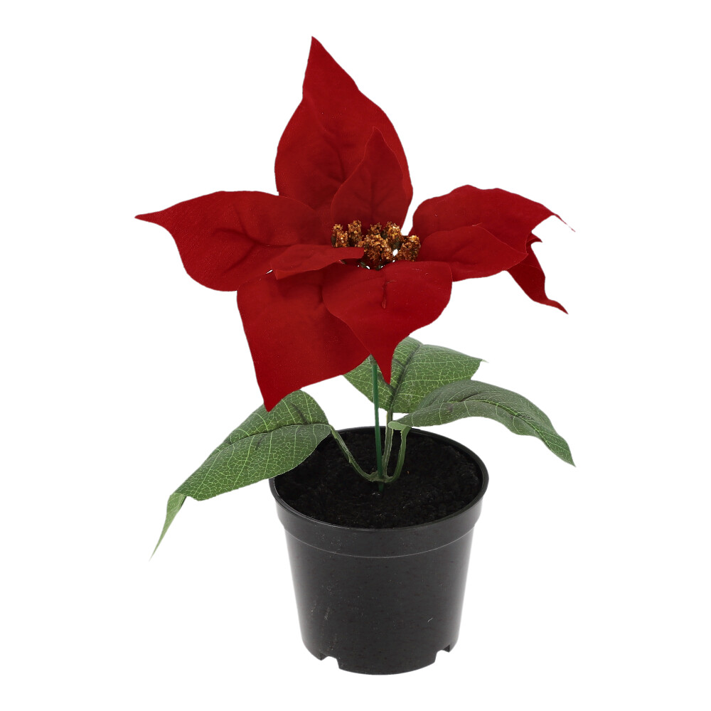 Weihnachtsstern im Topf - Rot, Größe: 15 x 20 cm