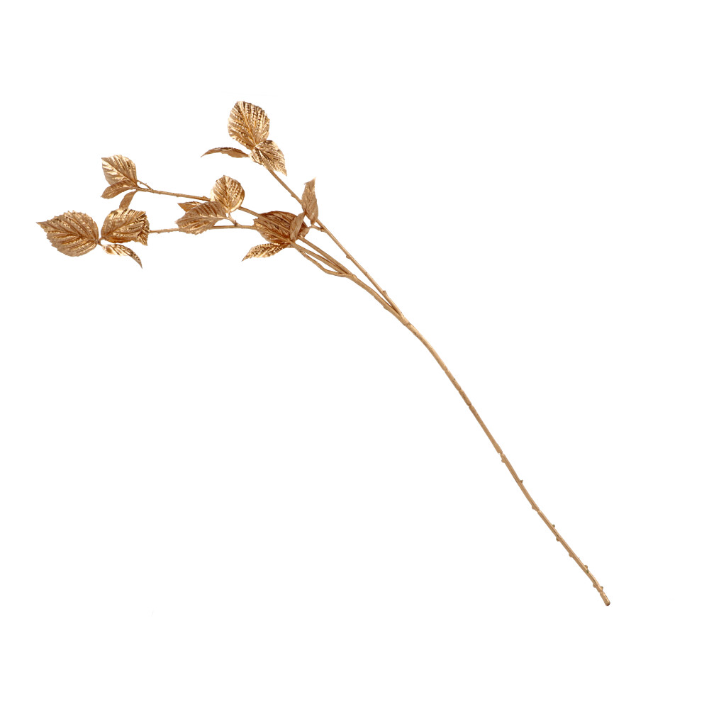 Goldzweig Mosaikpflanze - Gelb, Höhe: 80 cm