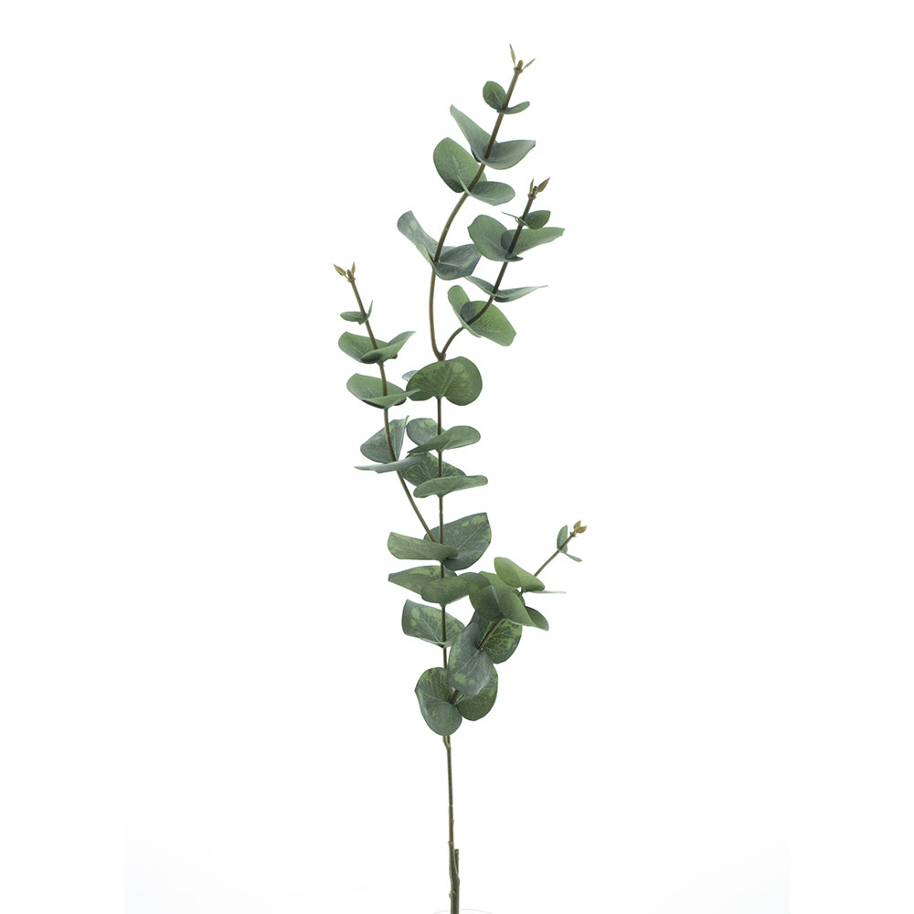 Eukalyptus, ca. 60 cm - Resedagrün, Höhe: 60 cm