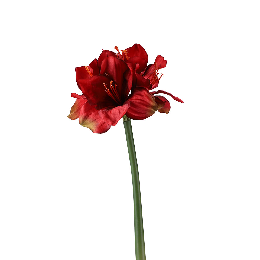 Amaryllis, ca. 40 cm