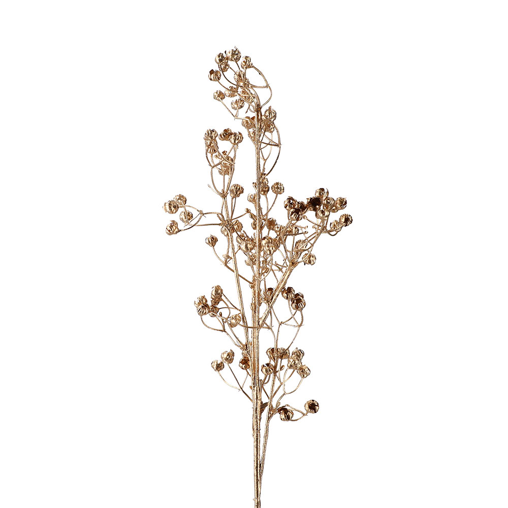 Schleierkraut Gold, ca. 60 cm