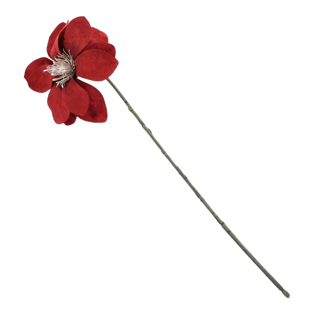 Weihnachtsstern champagner - Koralle, Höhe: 46 cm