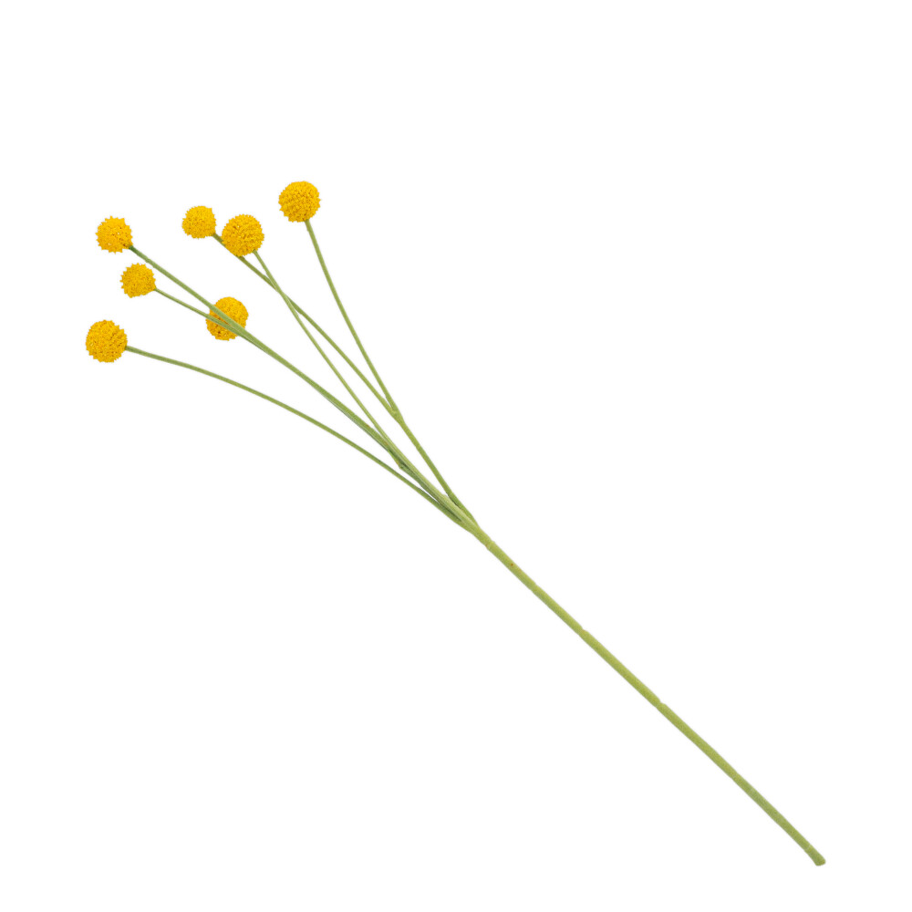 Trommelstöckchen / Craspedia - Dunkel Gelb, Höhe: 67 cm